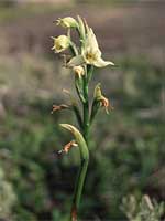 Pale-Yellow-orchid